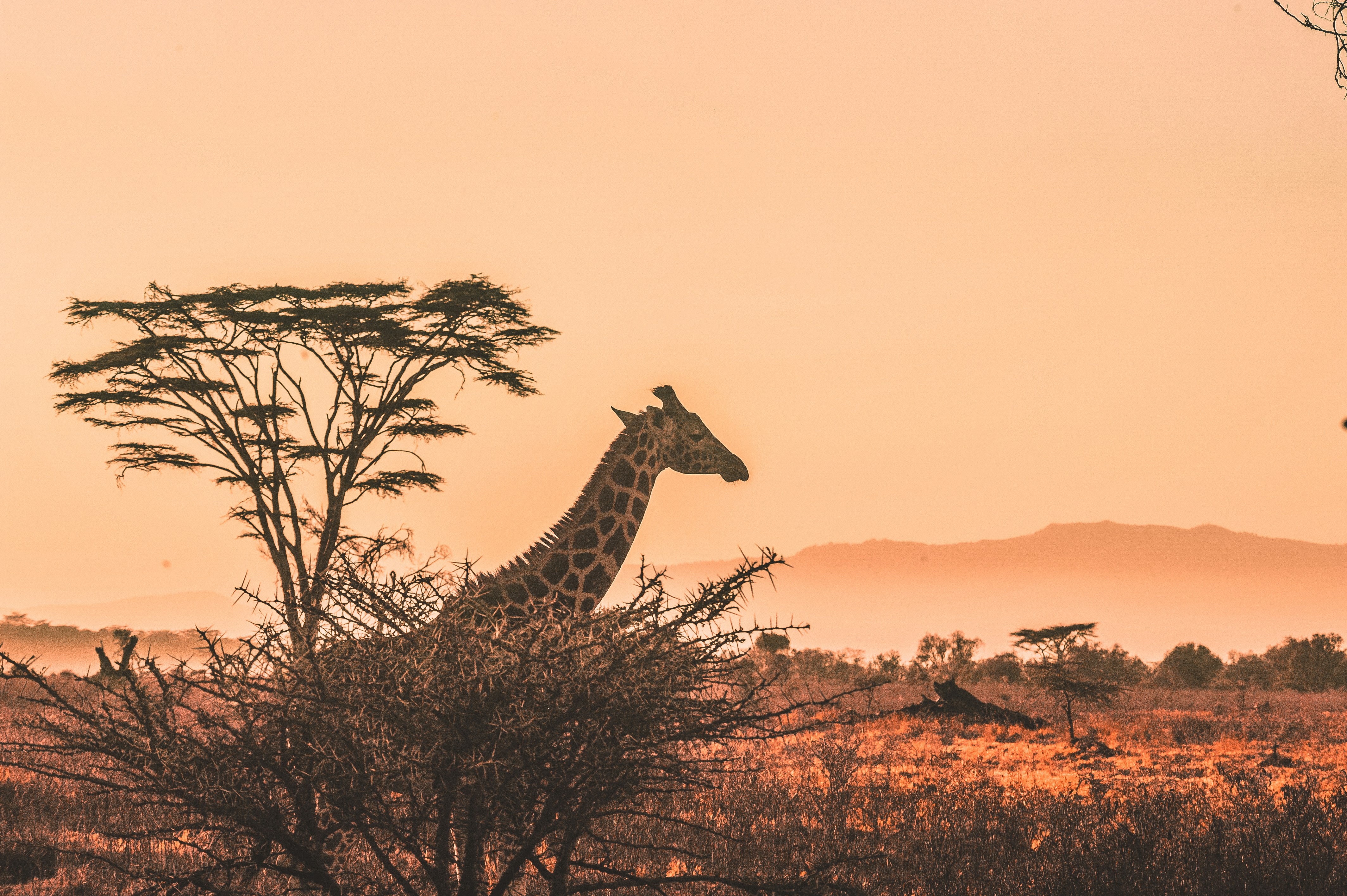 Giraffe crossing the open savanna — perfect family wildlife moment