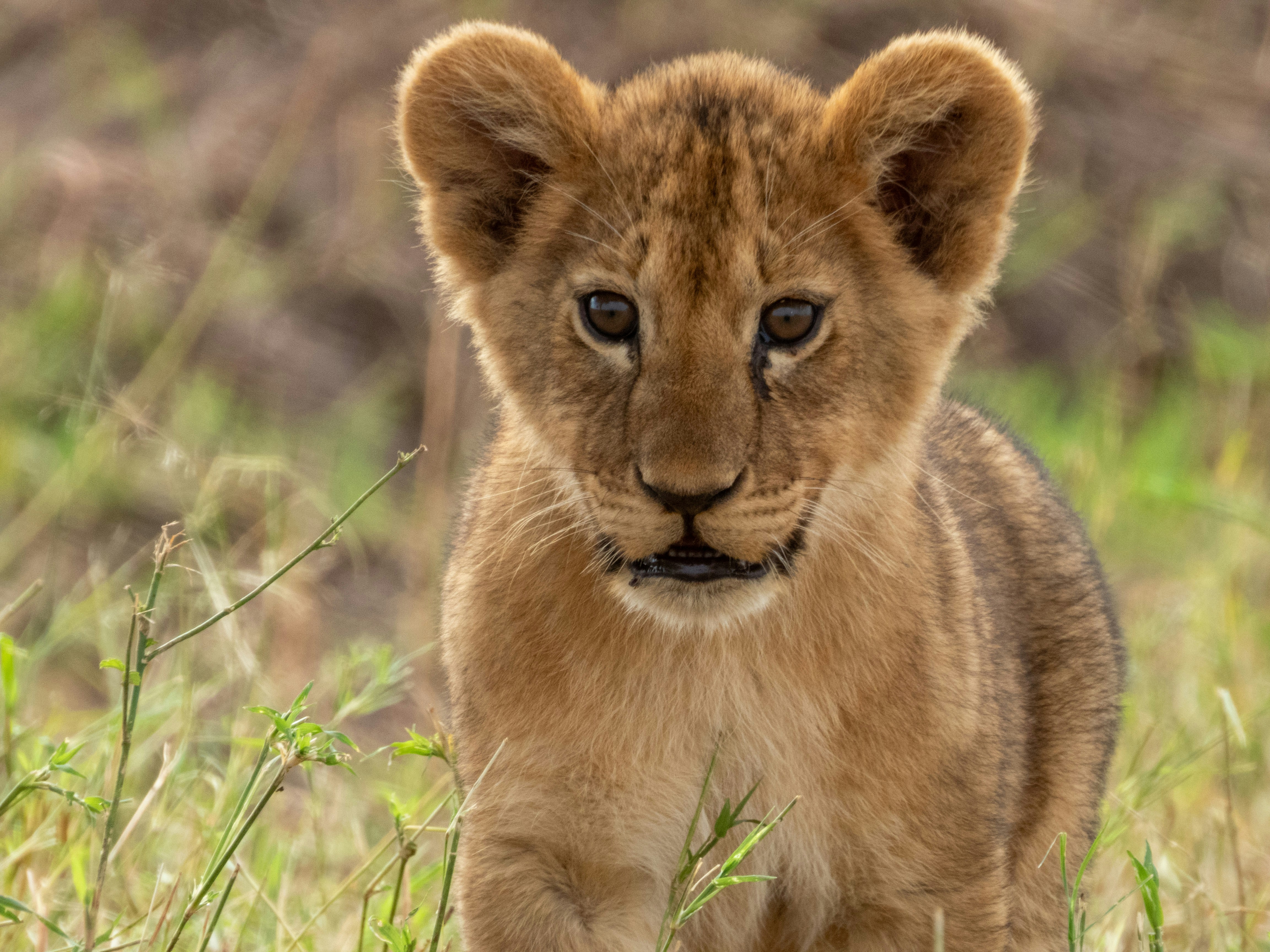 Lion pride resting safely in a protected conservancy
